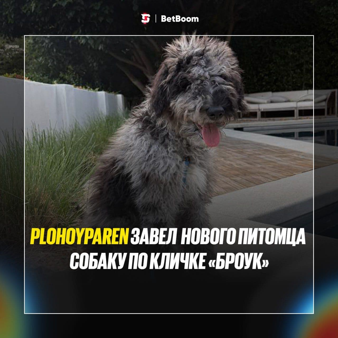Стример #PlohoyParen обзавелся новым питомцем — собакой по кличке Броук